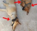 Ρέθυμνο: Βρήκαν τον δράστη που κρέμασε 3 σκυλιά